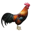 Poultry
