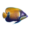 Aquarium Supplies