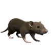 Small Animals